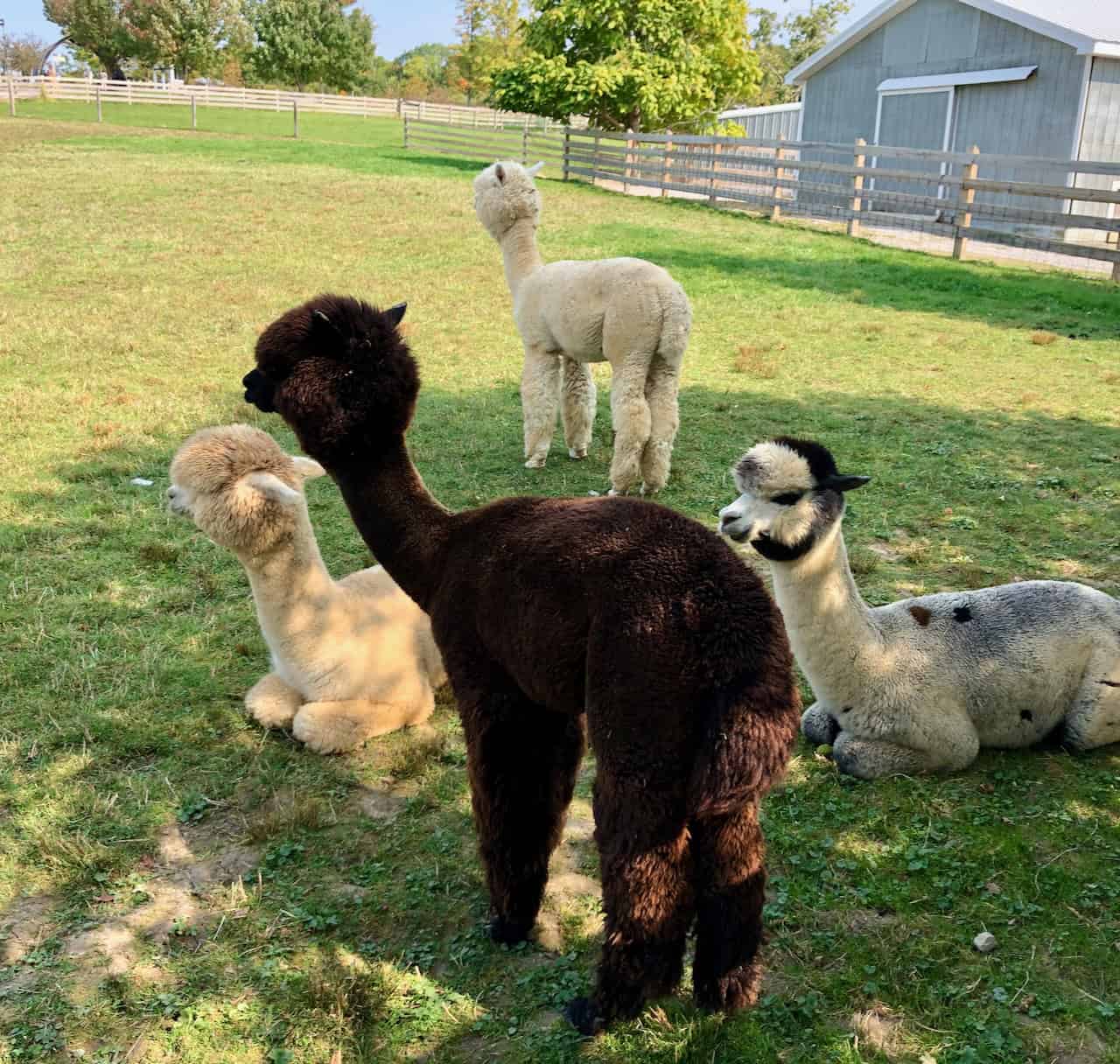 Alpaca-Animal-Farm-Wool.jpeg